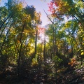 Great Smoky Mountains in the Fall.jpg